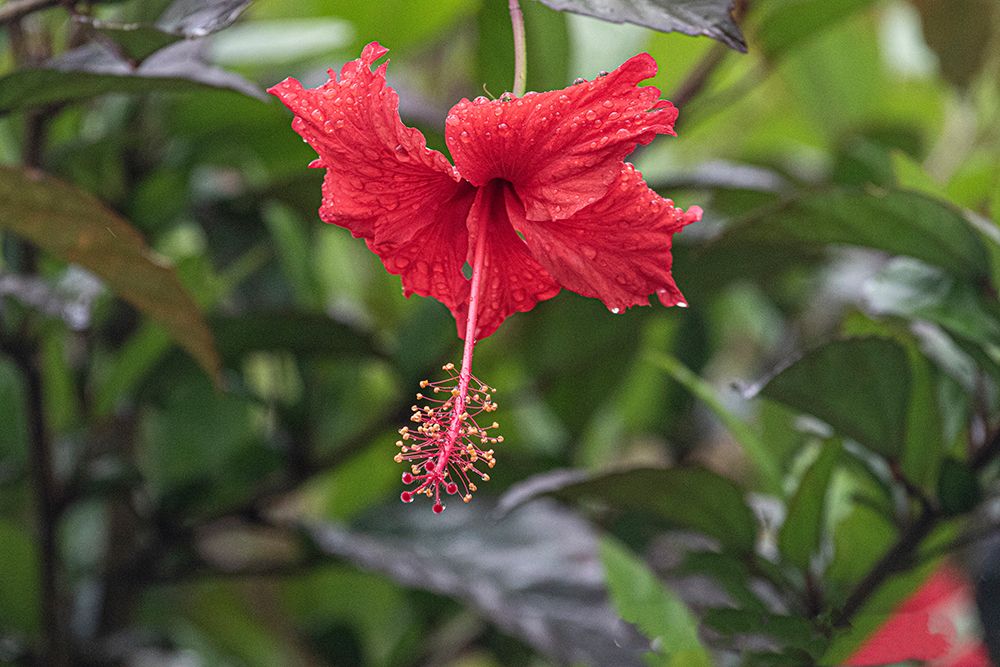 Chinese hibiscus is a species of tropical hibiscus in the Malvaceae family.